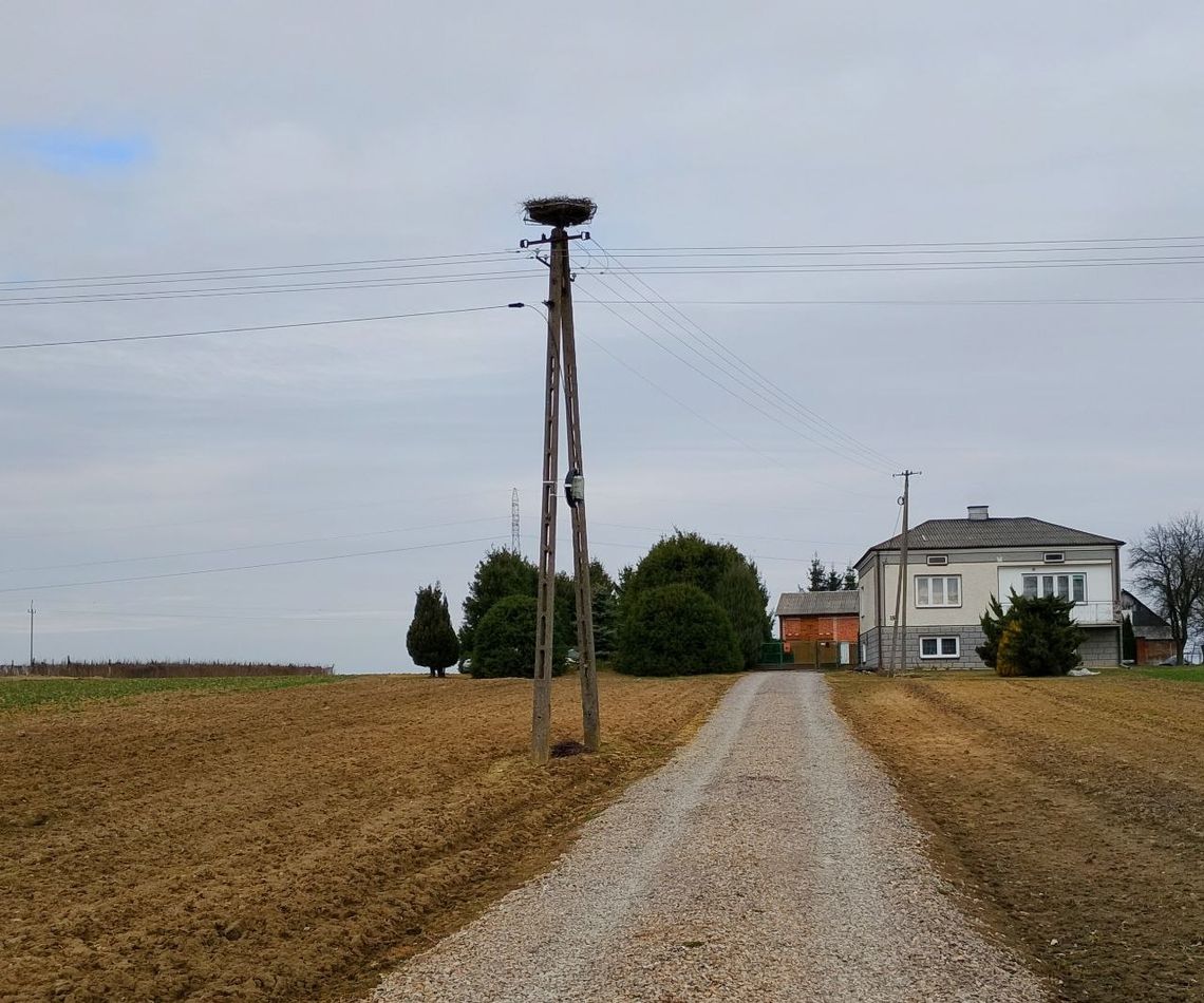 Zagrożone gniazdo bocianów przeniesione. Mieszkańcy odetchnęli z ulgą Zagrożone gniazdo bocianów przeniesione. Mieszkańcy odetchnęli z ulgą