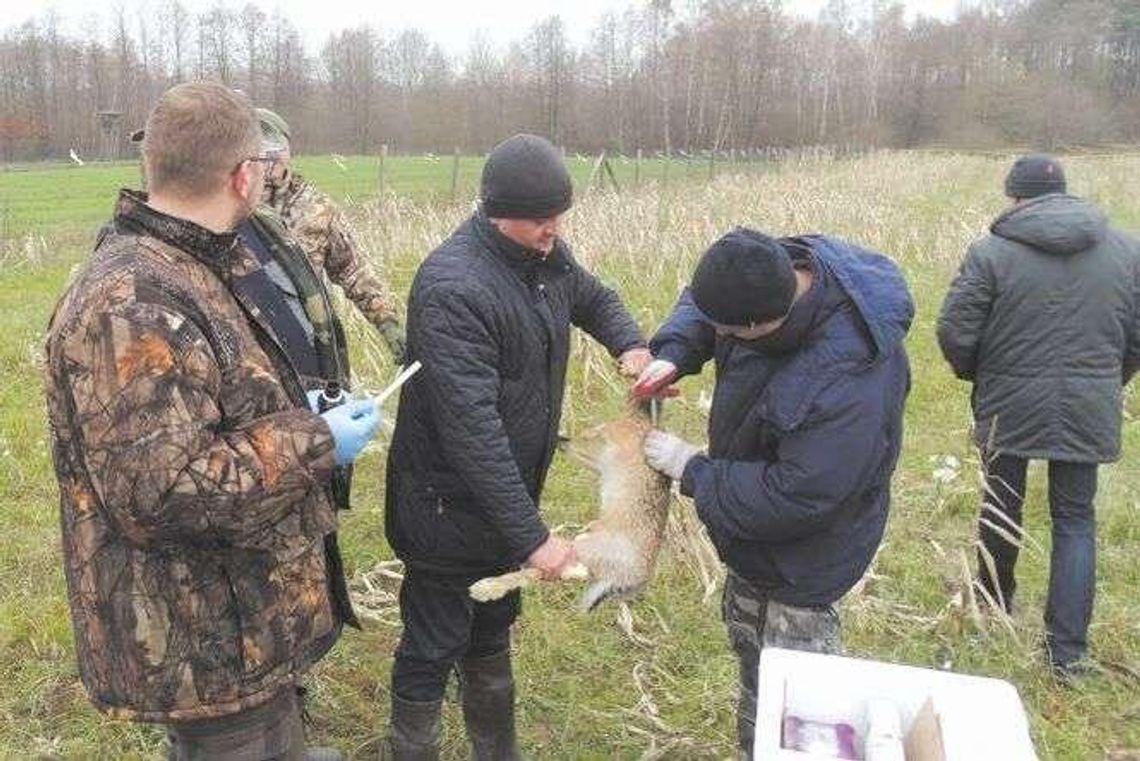 Zające czekają wiosny w Poczekajce. "Nie będziemy na nie polować" Zające czekają wiosny w Poczekajce. "Nie będziemy na nie polować"