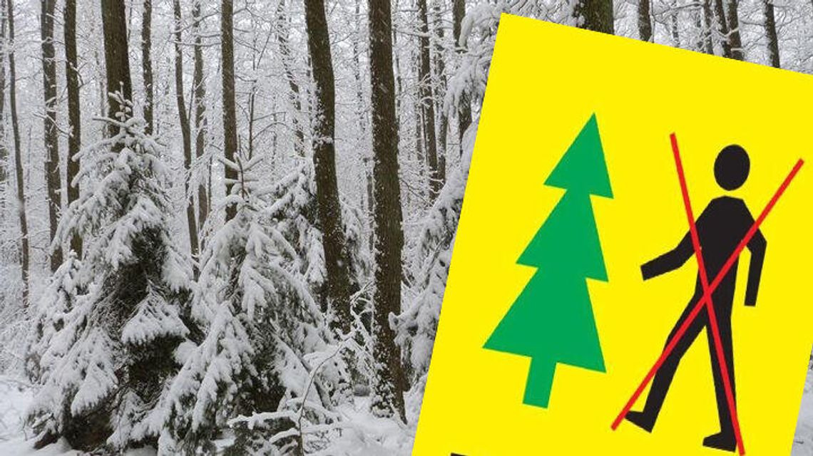 Zakaz wchodzenia do lasu. Leśnicy odradzają spacery