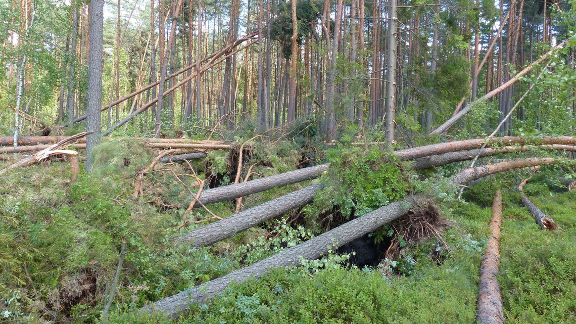Zakaz wstępu do rezerwatu. Chcą wyciąć niebezpieczne drzewa