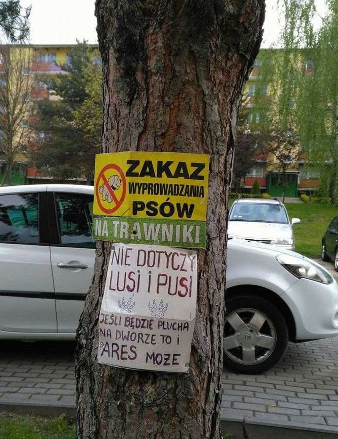 "Zakaz wyprowadzania psów na trawniki". Jest zabawna odpowiedź "Zakaz wyprowadzania psów na trawniki". Jest zabawna odpowiedź