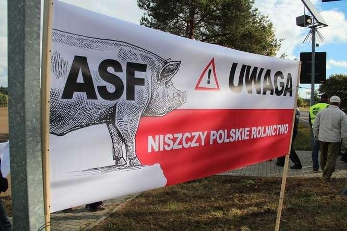 Zakłady nie chcą już skupować świń ze strefy zagrożonej ASF. Minister: "Zła wola"