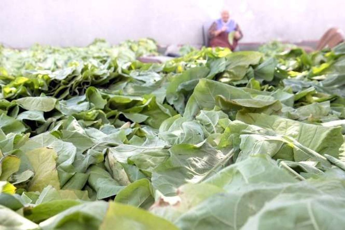 Zakłady Tytoniowe w Lublinie w stanie upadłości. Kolejna firma też zagrożona?