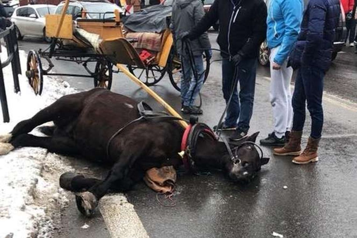 Zakopane: Spłoszony koń potrącił dziecko