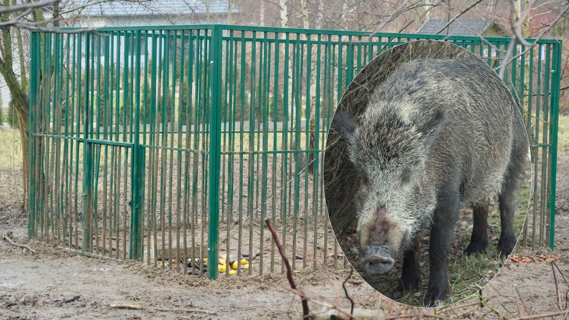 Zakrwawiona locha waliła o pręty. Co się stało z dzikami złapanymi w Lublinie