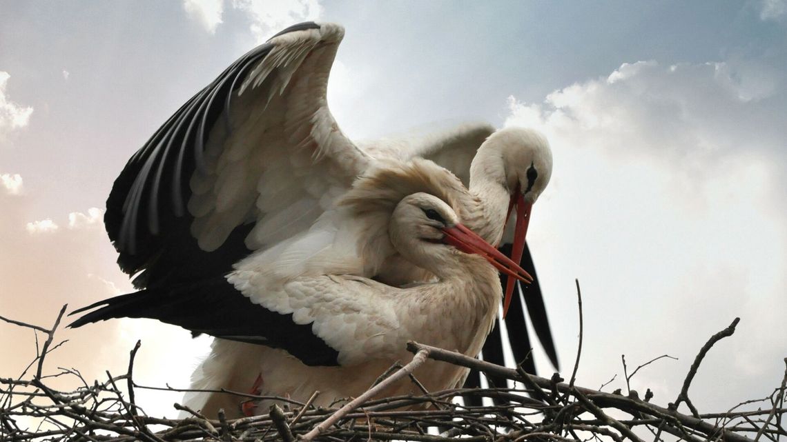 Założyli nadajniki 90 bocianom. Naukowcy sprawdzają, gdzie sypiają ptaki