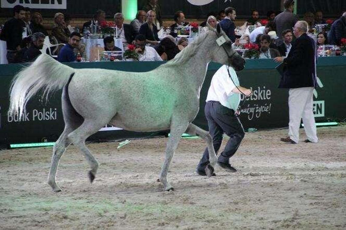 Zamiast dumy, wstyd dla Polski, czyli historia licytacji jednej klaczy
