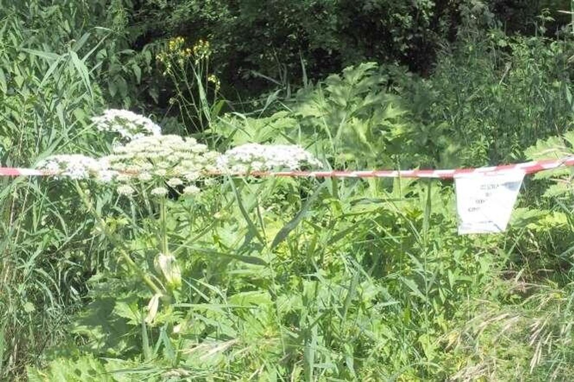 Zamiast niszczyć barszcz Sosnowskiego, ogradzają go. Nie ma chętnych do walki z rośliną