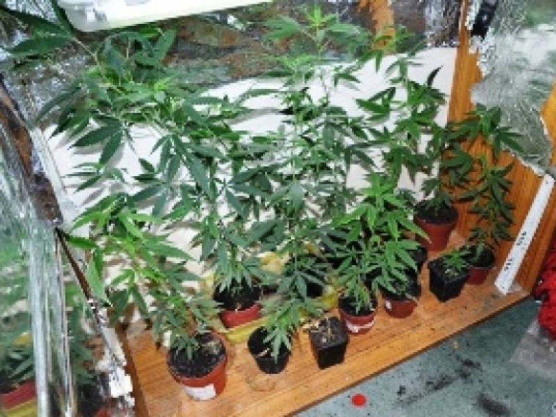 Zamiast remontować mieszkanie uprawiali konopie w szafie