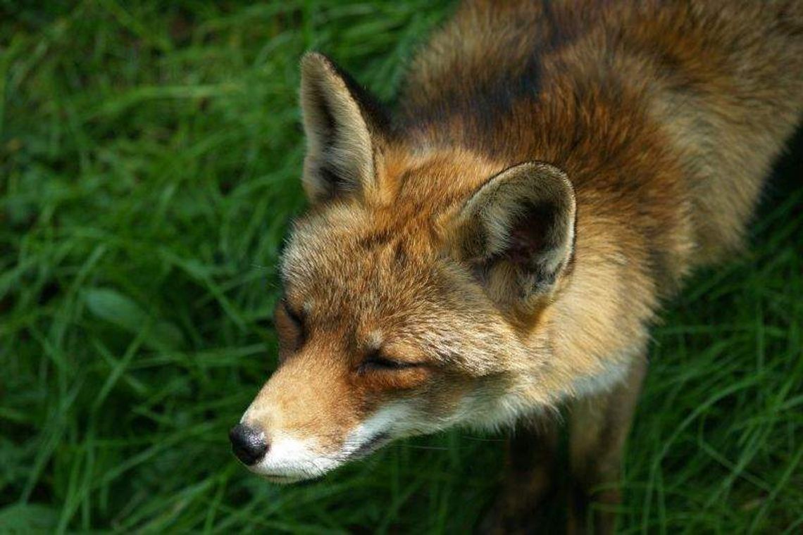 Zamkną Ogród Saski żeby schwytać lisy. Potem wpuszczą pawie