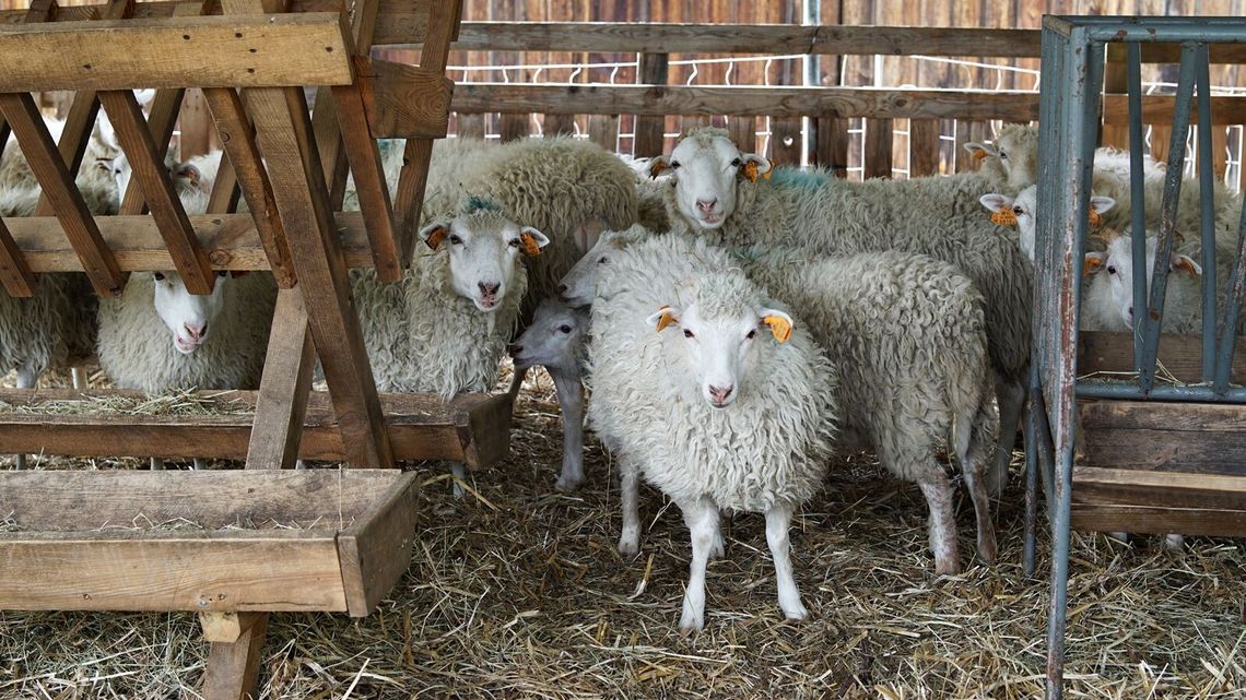 Zamkowe owce z Janowca rozpoczęły wypas