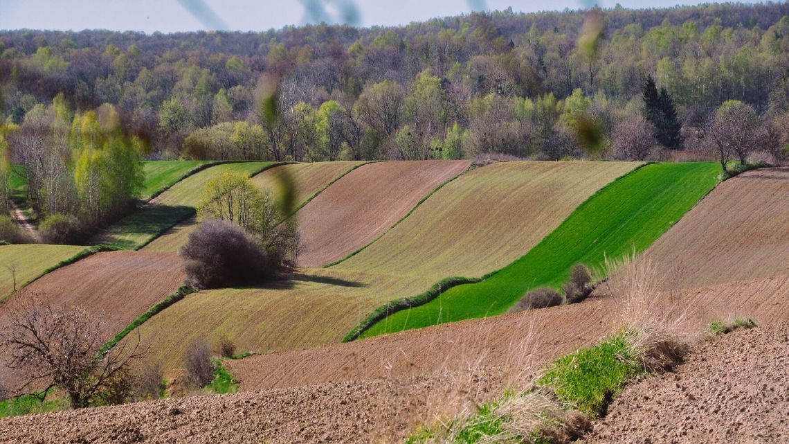 Zamojskie, jakie cudne! Kto zrobił najlepsze zdjęcia?