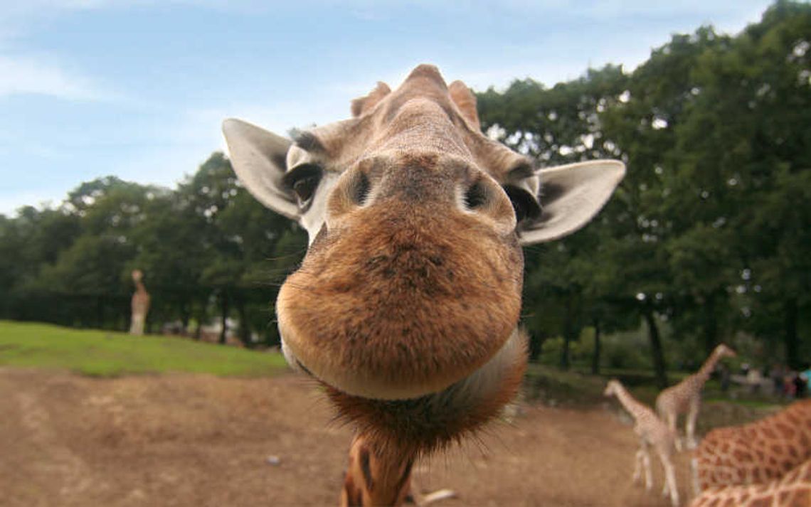 Zamojskie ZOO zbuduje żyrafiarnię