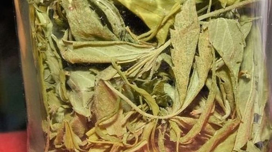 Zamość: Areszt za słoik z suszem i uprawę konopi Zamość: Areszt za słoik z suszem i uprawę konopi