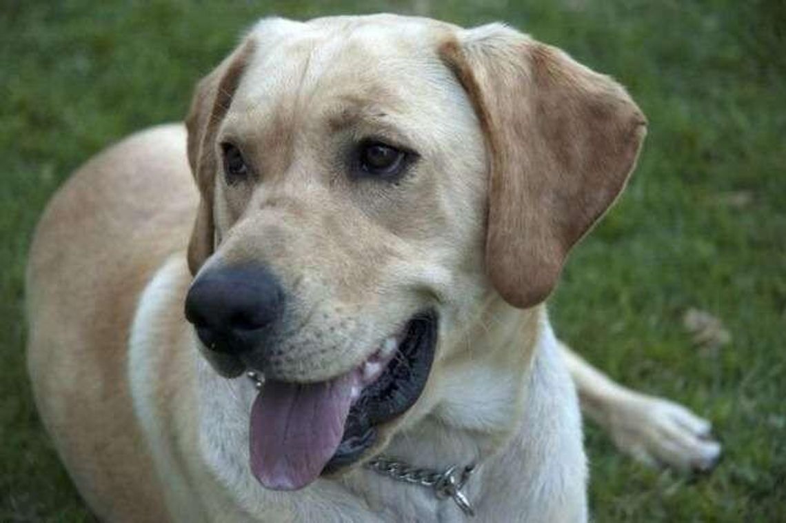 Zamość: Będzie czipowanie psów i kotów?