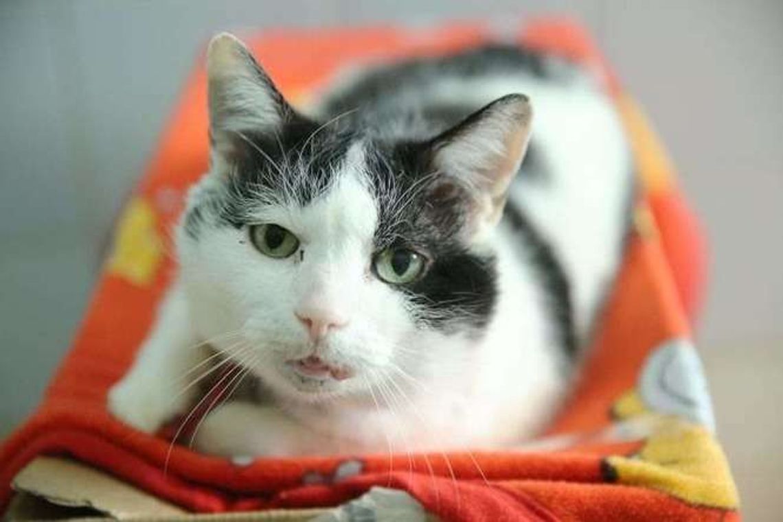 Zamość. Bezdomne koty znajdą dach nad głową