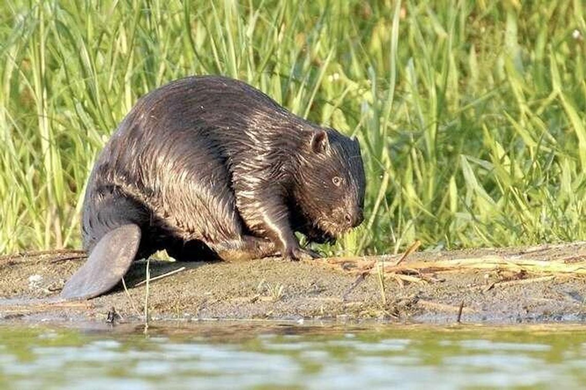 Zamość, Biłgoraj: Bobry niszczą, człowiek naprawia