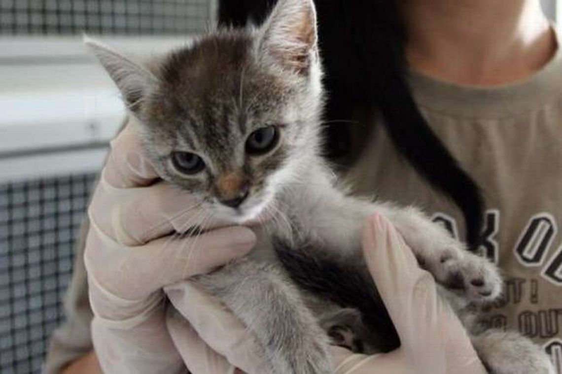 Zamość: Budują dom dla kotów bez domu 