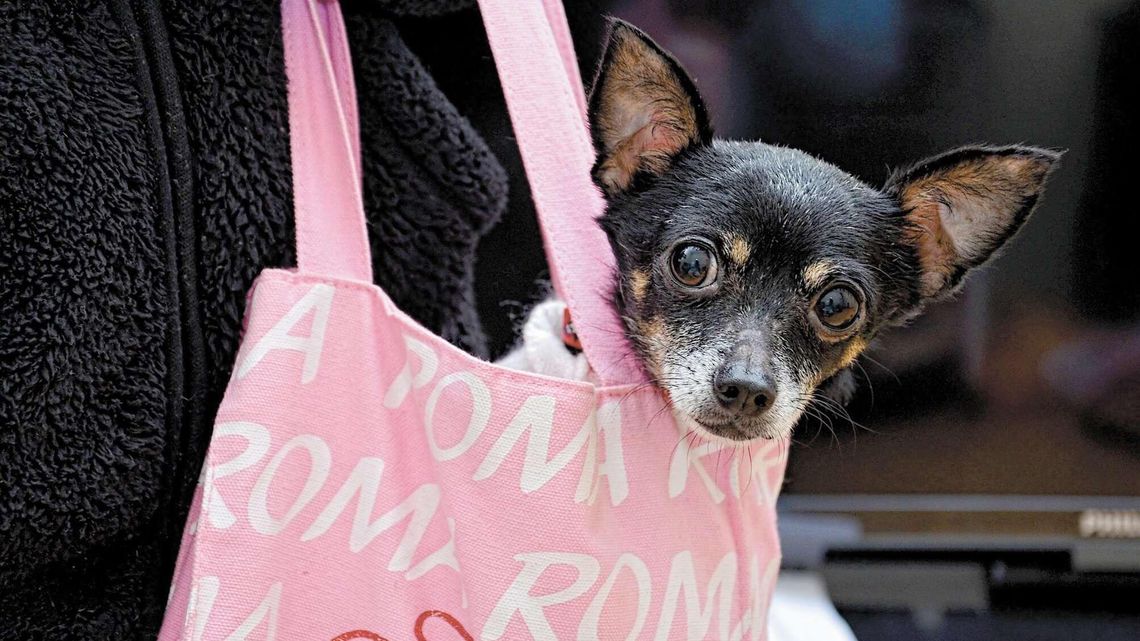 Zamość: Galeria handlowa zaprasza na zakupy z psami