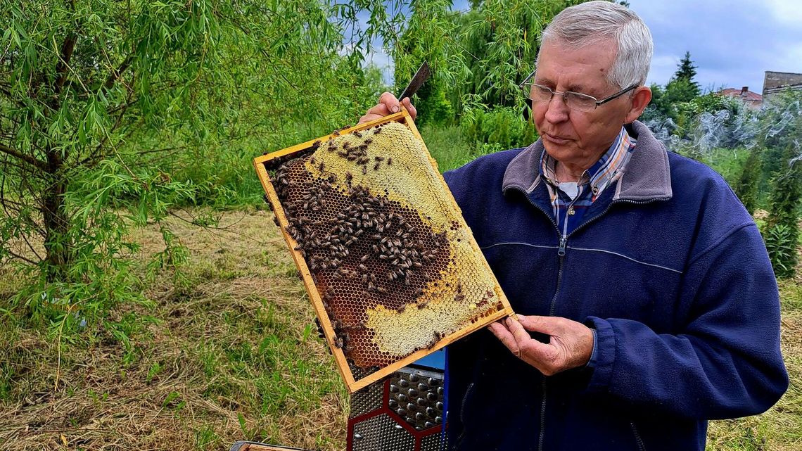 Zamość ma własną pasiekę. I jest z tego miód