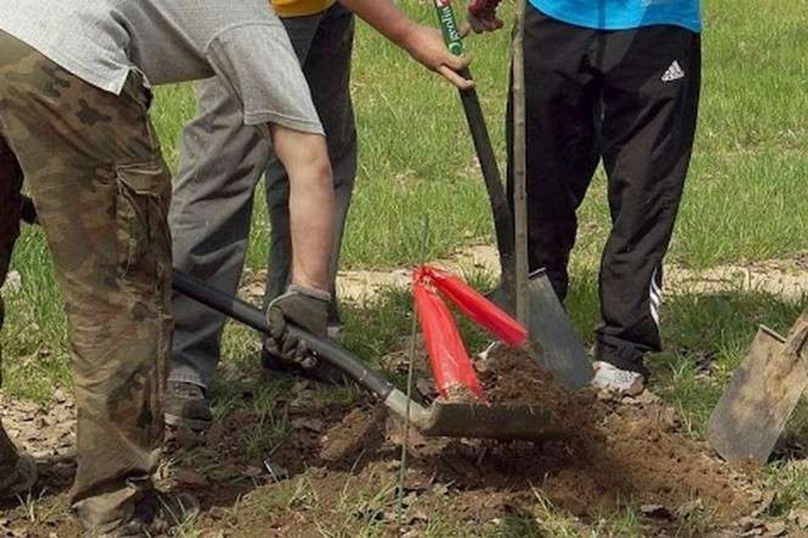 Zamość: Miasto sadzi drzewa
