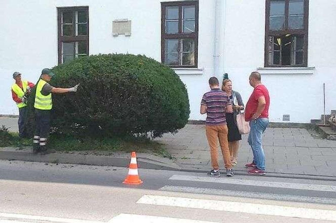 Zamość: Na razie przycinają, ale chcą całkiem wyciąć