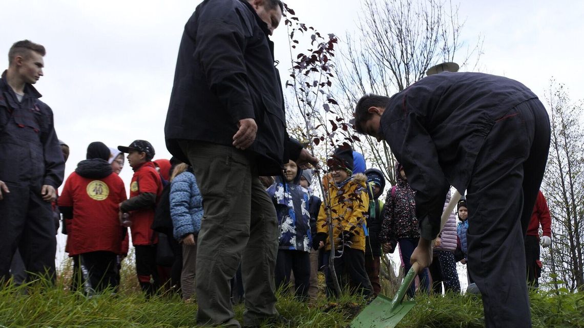 Zamość na zielono. Posadzili kilkadziesiąt nowych drzew Zamość na zielono. Posadzili kilkadziesiąt nowych drzew