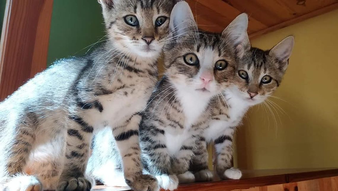 Zamość napełnia miski! Potrzebne wsparcie dla opiekunów bezdomnych zwierząt  