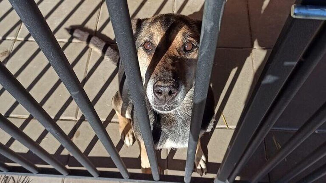 Zamość. Niedługo wyjdą z klatek. Będzie wybieg dla psów Zamość. Niedługo wyjdą z klatek. Będzie wybieg dla psów