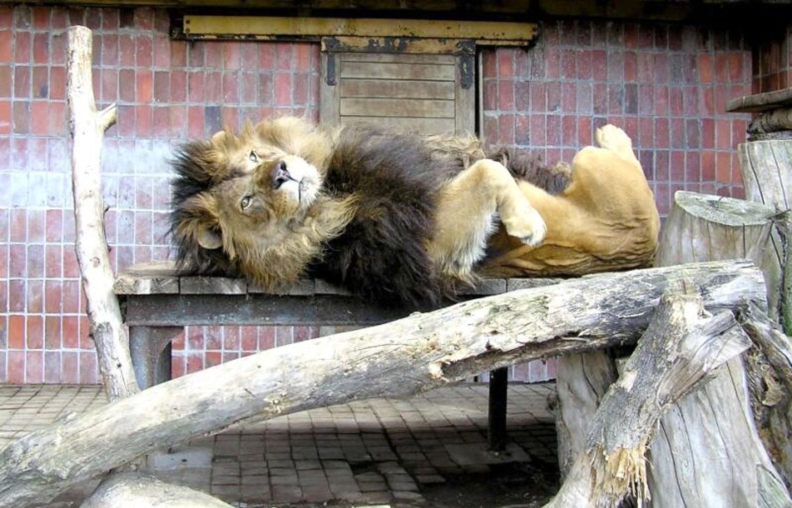 Zamość: Pokaż najzabawniejsze zdjęcie z ZOO