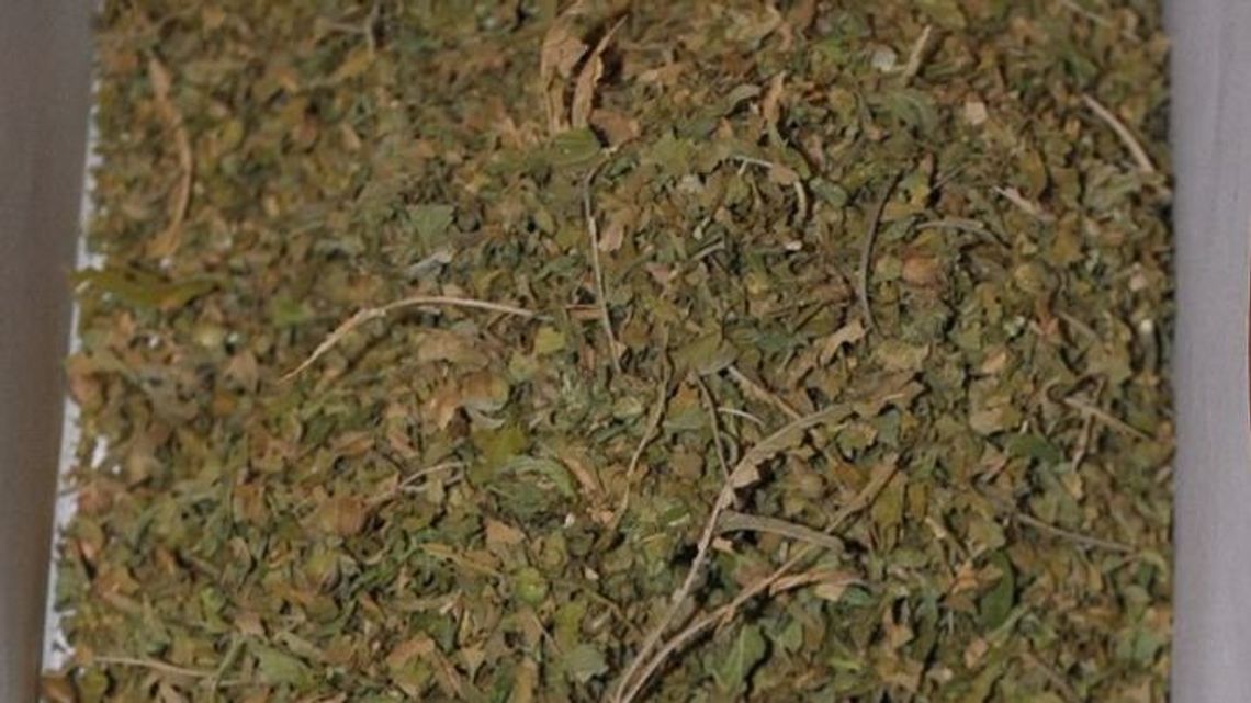 Zamość: Policjanci dostali informację o marihuanie w garażu