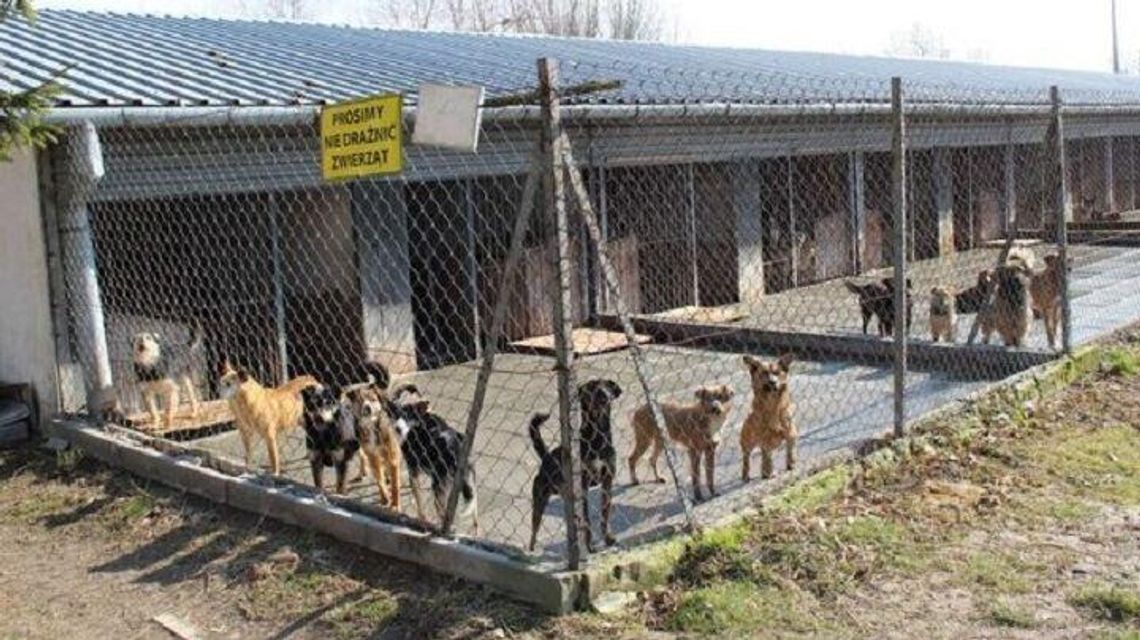 Zamość. Ponad pół miliona dla bezpańskich zwierzaków