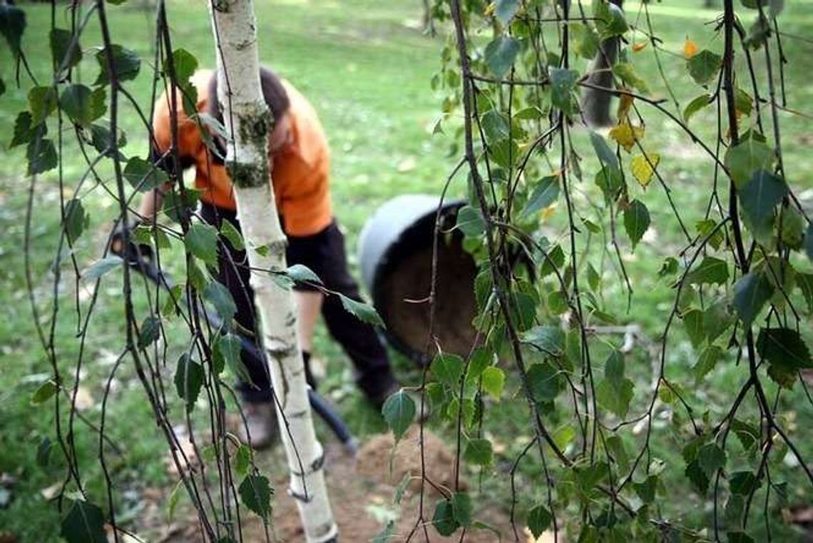 Zamość: Posadzą nowe drzewa