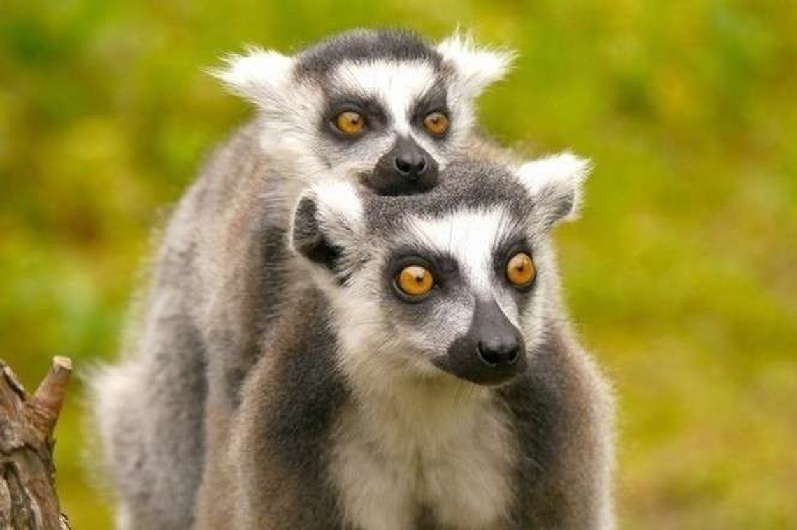 Zamość: Rekordowy sezon wakacyjny w zoo