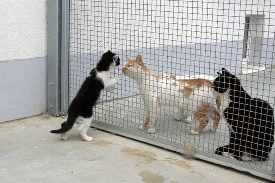 Zamość: Schronisko dla kotów jeszcze w tym roku