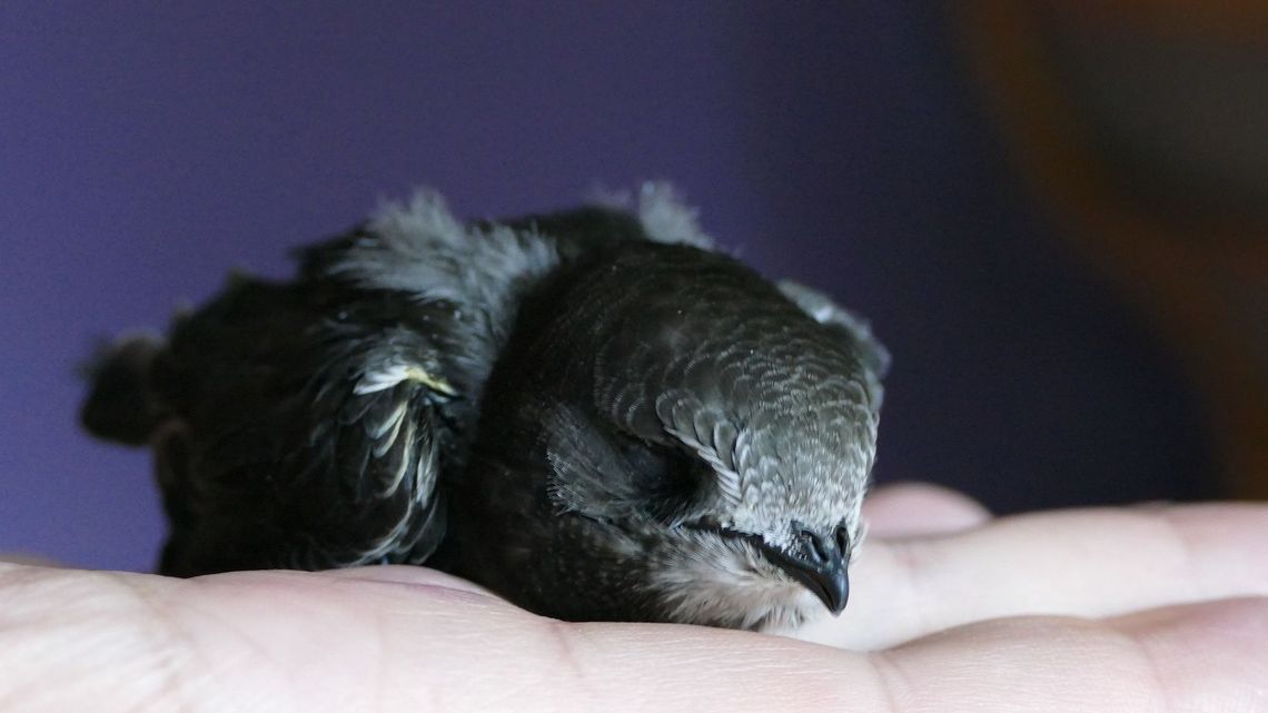 Zamość stawia na jerzyki. Na sesji było o pladze komarów i braku odkomarzania 