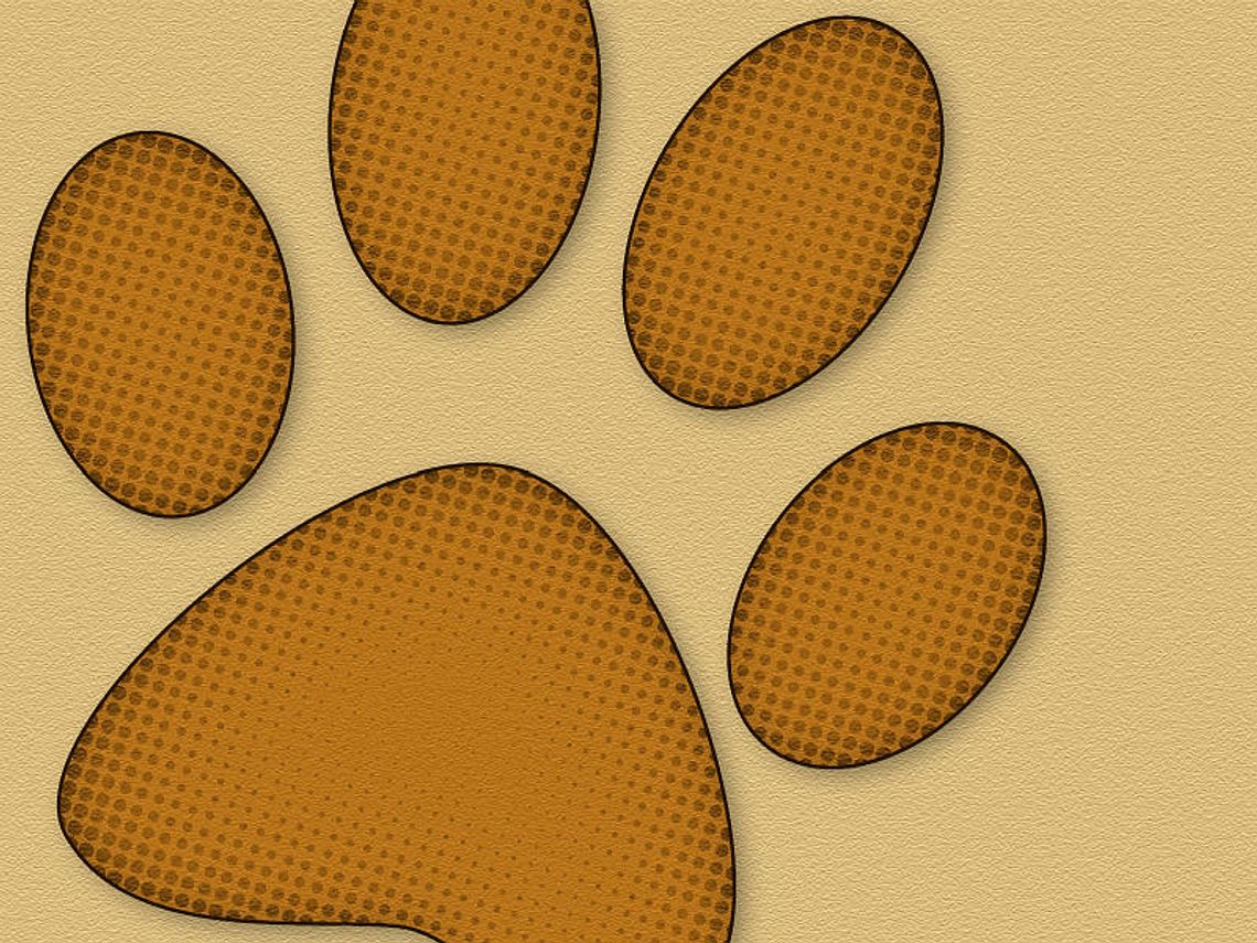 Zamość: Szczeniaki (prawie) za darmo