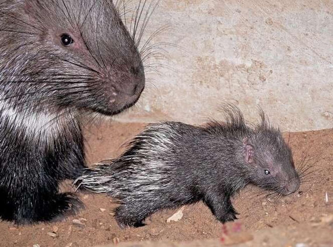 Zamość: Urodziny w ZOO. Jeżozwierz przyszedł na świat