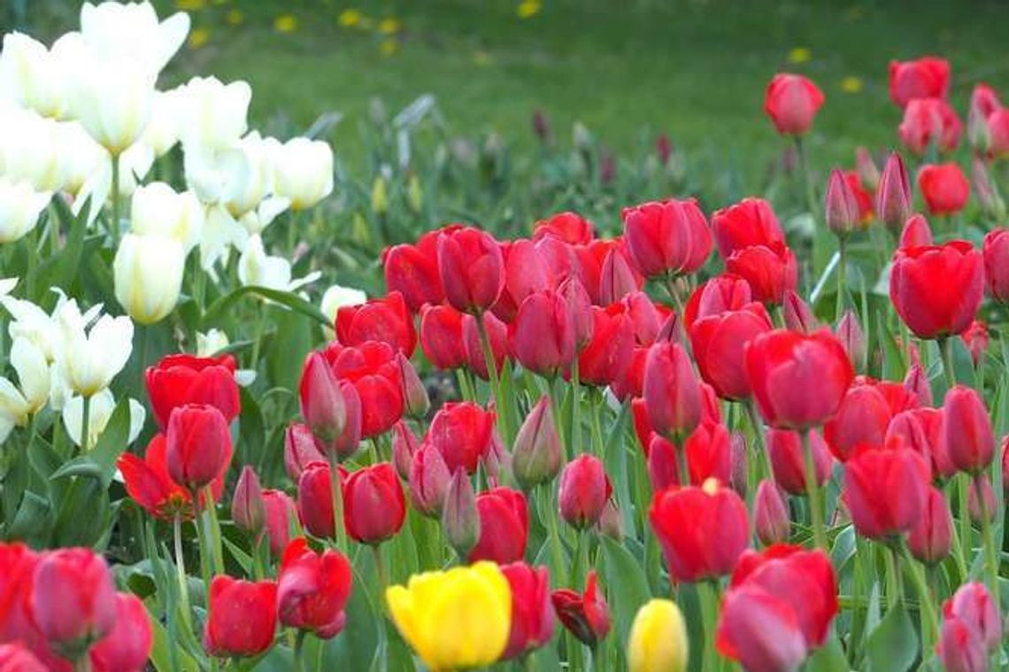 Zamość: W parku będzie łąka