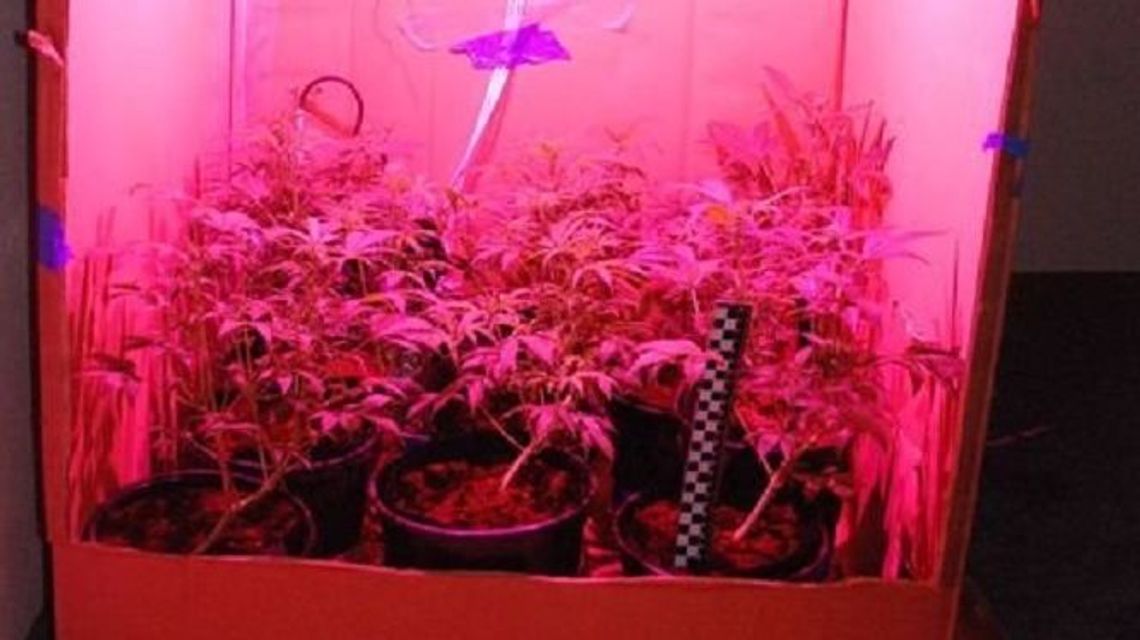 Zamość: W ręce policji wpadł domowy plantator konopi