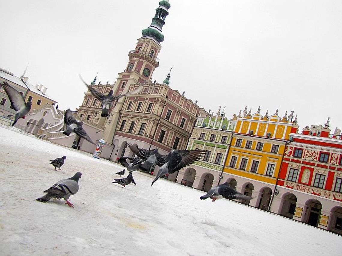 Zamość wyróżniony za działania społeczne