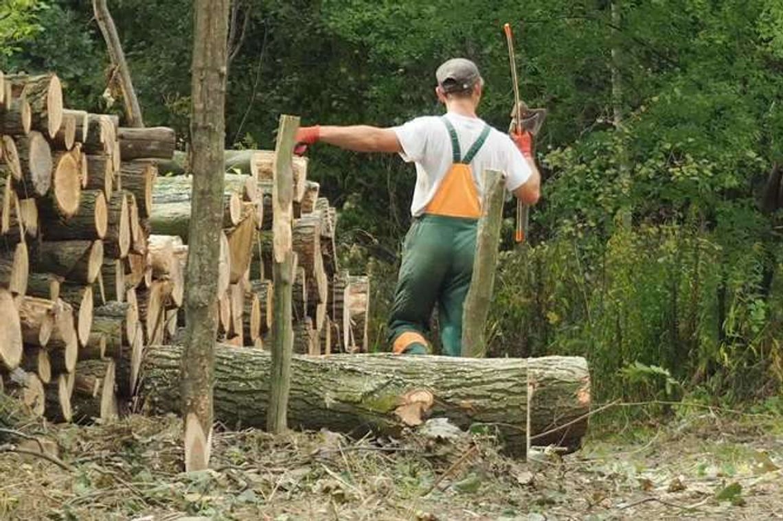 Zamość: Wytną kilkadziesiąt drzew