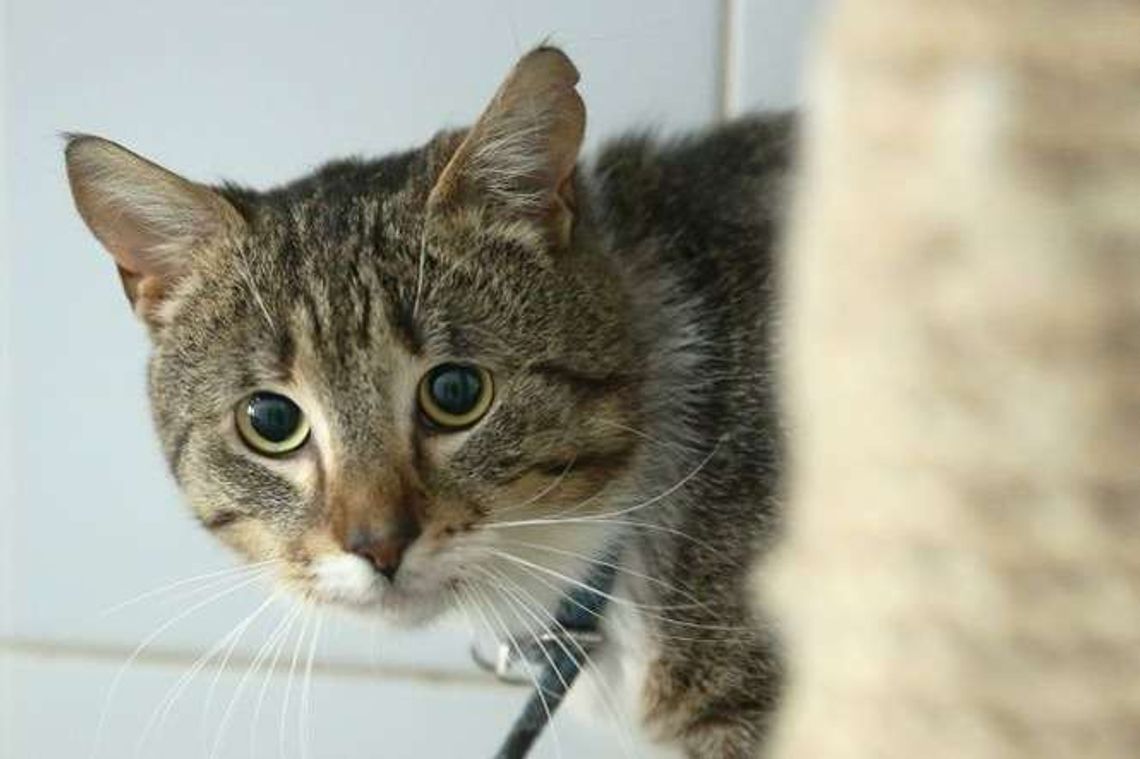 Zamość. Złapią kota, odrobaczą i odwiozą