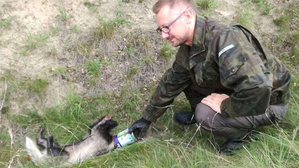 Zanim wyrzucisz śmieci w lesie zobacz zdjęcie tego borsuka. Uratował go leśniczy Zanim wyrzucisz śmieci w lesie zobacz zdjęcie tego borsuka. Uratował go leśniczy