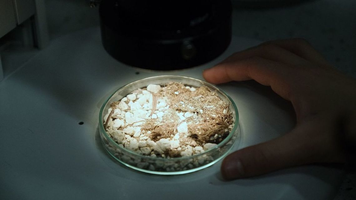 Zapisy na „Biologiczne last minute dla maturzystów” trwają