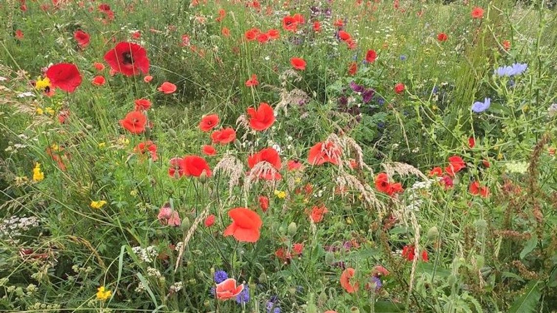 Zaplanuj zieloną Łęczną
