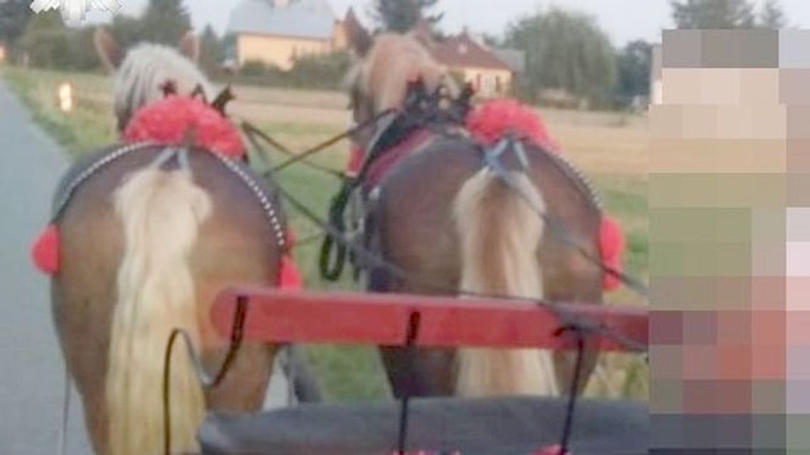 Zaprzęg konny potrącił kobietę. Kompletnie pijany woźnica nie był w stanie tego wytłumaczyć