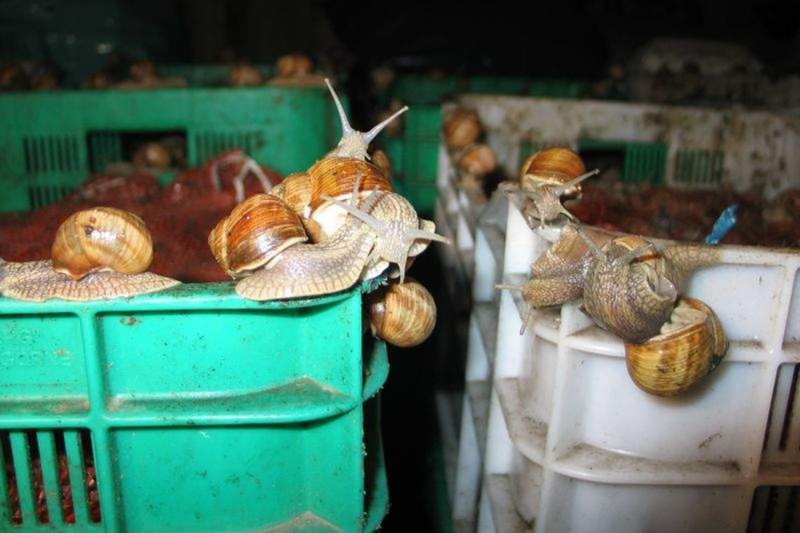 Zarobić na ślimakach. 2 zł za kilogram winniczków