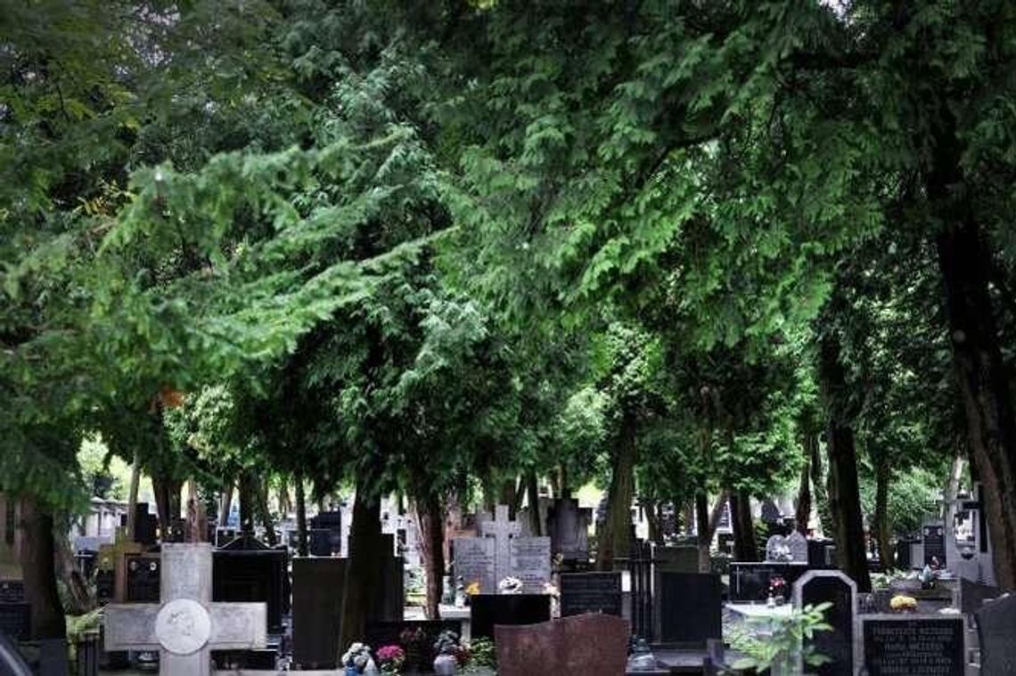 Zarządca cmentarza przy ul. Lipowej chce wyciąć prawie 200 drzew