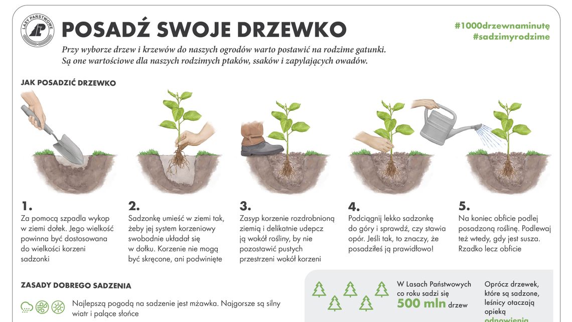 Zasadź drzewko od leśnika. Instrukcja sadzenia drzewka